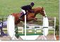ALSACE - Centres Equestres, élevages de chevaux