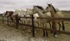 CORSE - Centres Equestres, élevages de chevaux