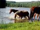 AQUITAINE - Centres Equestres, équitation, élevages de chevaux
