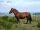 AUVERGNE - Centres Equestres, équitation, élevages de chevaux
