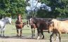 BOURGOGNE - Centres Equestres, équitation, élevages de chevaux