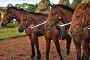 BRETAGNE - Centres Equestres, élevages de chevaux