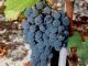 - FRANCE Fichier emails des Producteurs de VINS (vente directe)