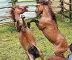 RHONE ALPES - Centres Equestres, élevages de chevaux