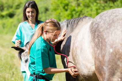 Fichier des vétérinaires - région OCCITANIE