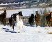 NORD PAS DE CALAIS - Centres Equestres, élevages de chevaux