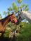 LANGUEDOC-ROUSSILLON - Centres Equestres, élevages de chevaux