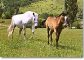PICARDIE - Centres Equestres, élevages de chevaux