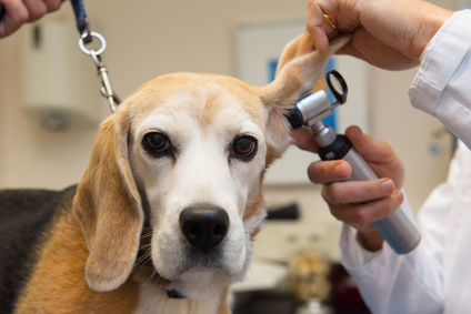 Fichier des VETERINAIRES - région CHAMPAGNE ARDENNE